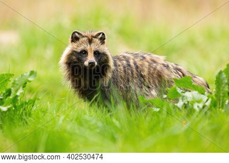Shy Raccoon Dog Looking Away On A Meadow In Summertime