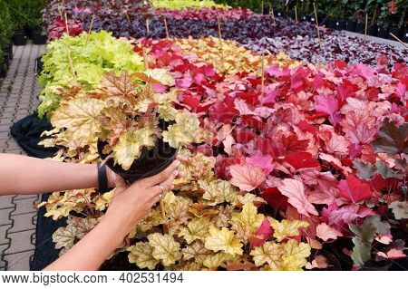Garden Shop. Heucherella, An Extremely Popular, Evergreen Garden Plant. Heucherella And Tiarella Cro