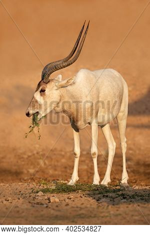 Critically endangered addax or white antelope (Addax nasomaculatus), Sahara desert, Northern Africa 