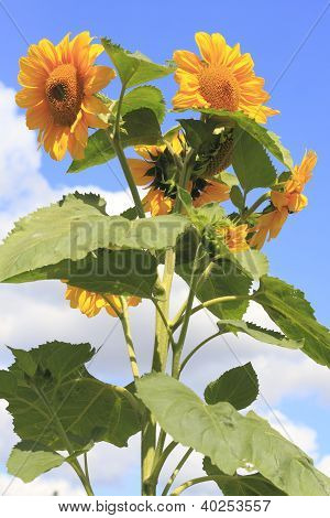 Słonecznik (helianthus Annuus)