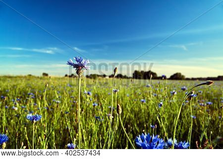 Blue Crambe Flower In A Meadow In Spring In Poland