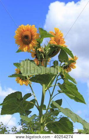Słonecznik (helianthus Annuus)
