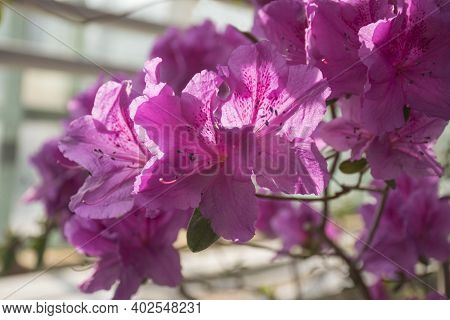 Blooming Pink Azalea Flowers Close-up In A Botanical Garden. Delightful Purple Azalea Flowers. Pink 