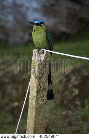 Andean Motmot - Momotus Aequatorialis, In The Colombian Jungle