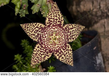 Star Cactus Flower