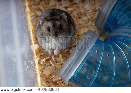Campbell's Dwarf Hamster