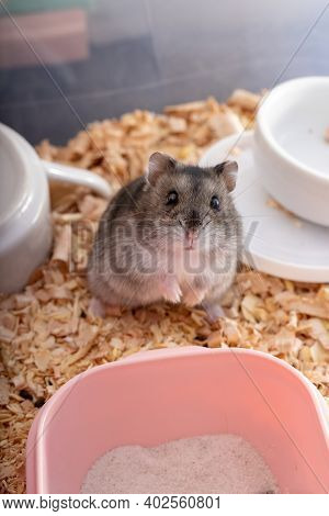 Campbell's Dwarf Hamster