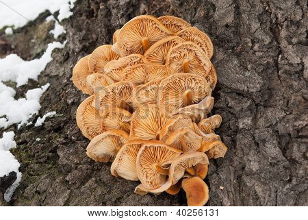 Funghi commestibilità (Flammulina velutipes) nella neve