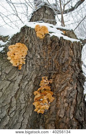 Funghi commestibilità (Flammulina velutipes) nella neve