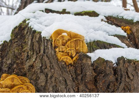 Funghi commestibilità (Flammulina velutipes) nella neve