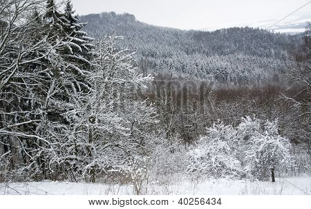 Snowy-Wald-Detail