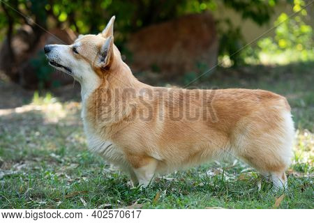 Corgi Dog On The Grass In Summer Sunny Day