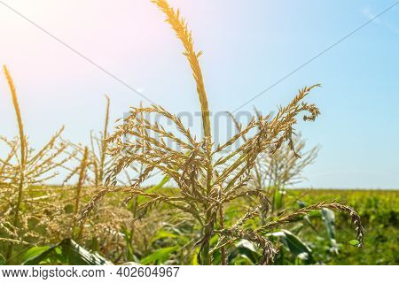 Close-up Of The Top Of A Corn Plant Growing In A Cornfield On A Bright Sunny Summer Day. Spikelets O