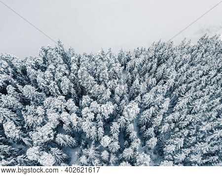 Fresh Snow Covering Tree Tops - Aerial Drone Top Down Photo