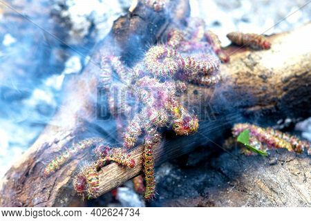 Burn The Worm Eliminate Pests Of Thai People