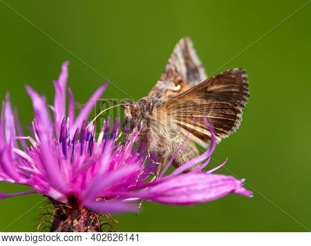 brown moth on beautiful purple blooming flower with green background (Autographa gamma)