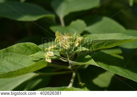 Harlequin Glorybower - Latin Name - Clerodendrum Trichotomum