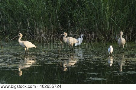 The Royal Spoonbill Is A Large Bird With Its Beak The Shape Of A Large Spoon