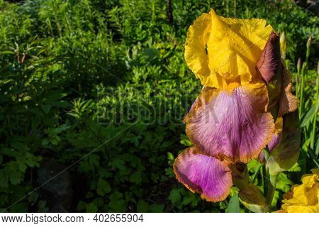 Flower Iris Aka Cockerel, Aka Irideae Closeup. Yellow-lilac Iris Flower After Rain. Iris Flower Over