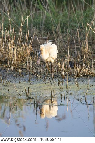 The Royal Spoonbill Is A Large Bird With Its Beak The Shape Of A Large Spoon
