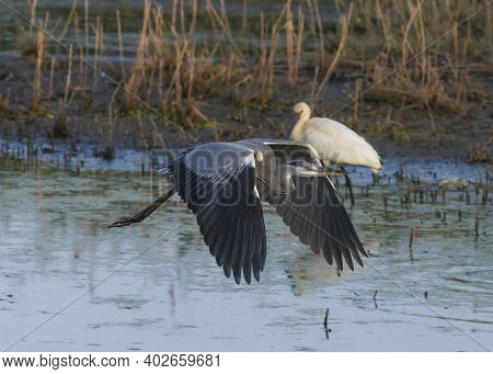 Beautiful Gray Heron In A Pond Searching For Food