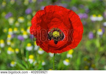 Red Poppy Rhoeas (latin: Papaver Rhoeas) Flower. The Flower Of Red Poppy Close-up On Blurred Flower 