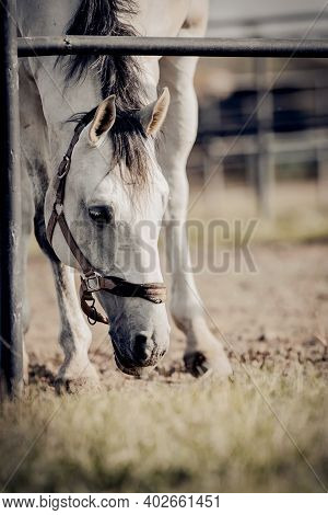 Portrait Of A Gray Sports Stallion With A Dark Mane In A Halter. Sporty Young Horse Gray Color In A 