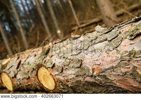The Trees Are Lying On The Ground In The Forest. Symbol For Lumber Industry Or Care For The Forest W