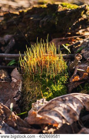 Moss Tortula Muralis Between Dry Leaves In Forest At Sunny Spring Day. Selective Focus, Vertical Vie
