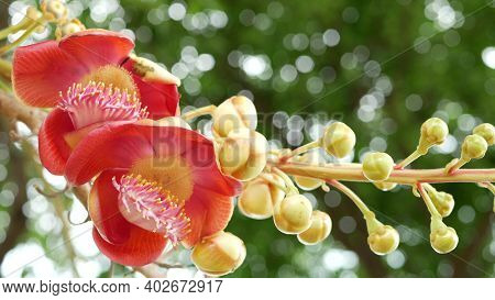 Exotic Flowers And Tree. Dangerous Large Powerful Green Tropical Tree Cannonball Salalanga Blooming 