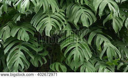 Juicy Exotic Tropical Monstera Leaves Texture Backdrop, Copyspace. Lush Foliage, Greenery In Paradis