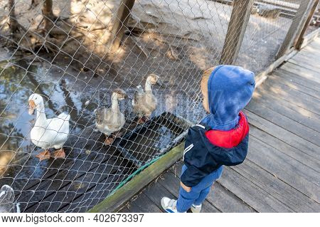 Little Cute Adorable Caucasian Curious Blond Toddler Boy In Hood Standing Near Many Geese On Farm Po