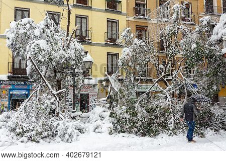 Madrid, Spain, 01.09.2021, Street Cuchilleros, Falling Tree In Madrid Center, Its Snowing, , The Sto