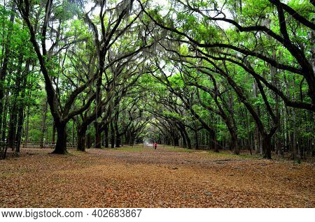 A Breathtaking Road Sheltered By Live Oak Trees And Spanish Moss Near Wormsloe Historic Site, Georgi