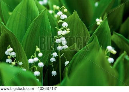 Lily Of The Valley (may-lily, Convallaria Majalis) Blooming On Rainy Day