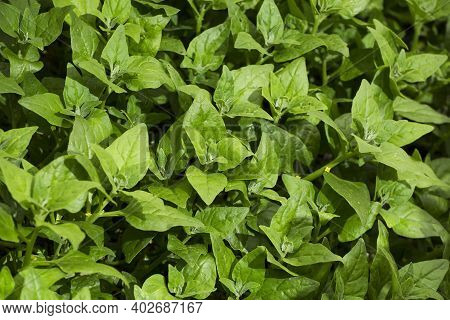 Fresh Spinach Leaves Growing In Greenhouse - Spinacia Oleracea