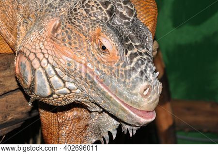 Red Iguana - Morph Green Iguana (lat. Iguana Iguana) In Terrarium