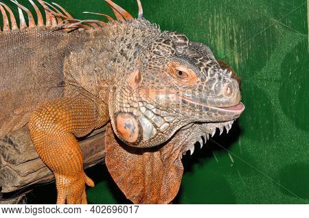 Red Iguana - Morph Green Iguana (lat. Iguana Iguana) In Terrarium