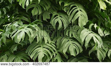 Juicy Exotic Tropical Monstera Leaves Texture Backdrop, Copyspace. Lush Foliage, Greenery In Paradis