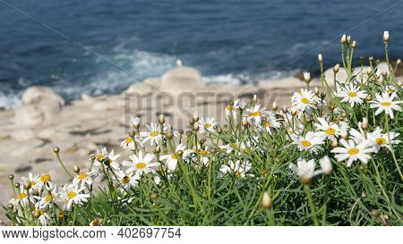 Simple White Oxeye Daisies In Green Grass Over Pacific Ocean Splashing Waves. Wildflowers On The Ste