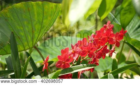 Blurred Macro Close Up, Colorful Tropical Orchid Flower In Spring Garden, Tender Petals Among Sunny 