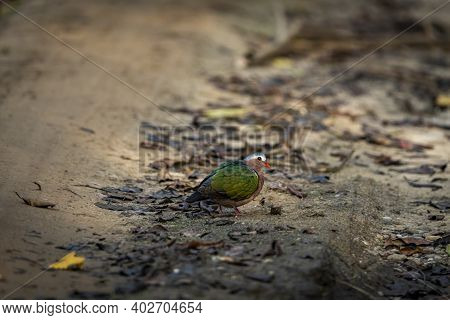 Common Emerald Or Grey Capped Or Green Winged Dove Or Pigeon Portrait Or Closeup On Ground During Wi