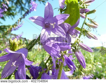 Summer Tender Wildflowers Bluebells Close Up, Summertime