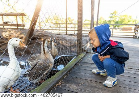 Little Cute Adorable Caucasian Curious Blond Toddler Boy In Hood Sitting Near Many Geese On Farm Pou
