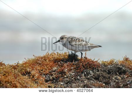 westlichen sandpiper