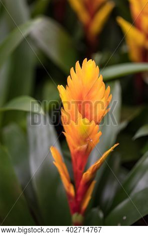 Vriesea (vriesea Bromeliaceae) Is A Tropical Ornamental Plant With Exotic Flowers Of Various Colors.
