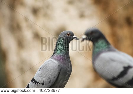 Two Pigeons Sitting And One Focused With Blurred Background