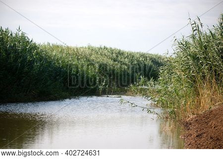 The Banks Of A Canal Or Narrow River Are Overgrown With Reeds