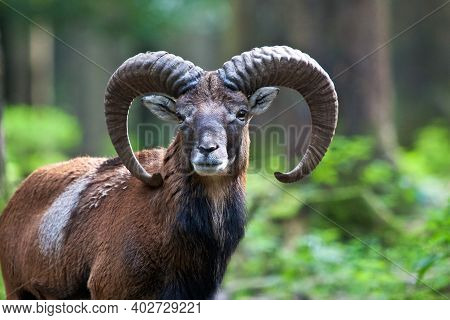 The European Mouflon, Ovis Orientalis Musimon Is The Westernmost And Smallest Sub-species Of Mouflon