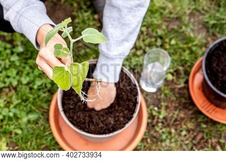 Woman Planting And Grafting A Offshoot Physalis Plant Into A Pot, Gardening And Cutting